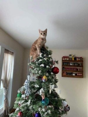 cattree33.jpg