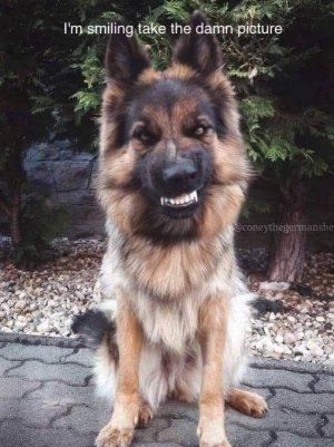 dogtakedamnpic.jpg