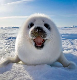 babyseal.jpg