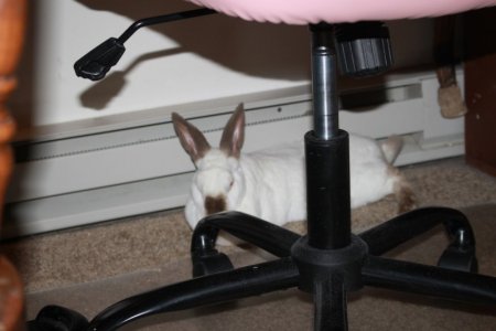 bunny.JPG