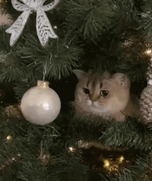 3ad81e43902fd87eb6bd1ece8780645a[1].gif