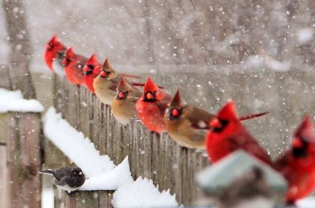 Carol-Estes-cardinal.jpg