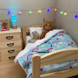 birthday cat.jpg
