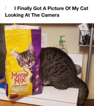 cat.jpg