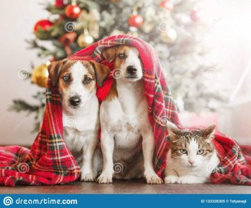 cat-dog-near-christmas-tree-pets-under-red-blanket-home-friends.jpg