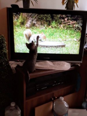 Deja Chasing TV Squirrel.jpg Deja Chasing TV Squirrel.jpg