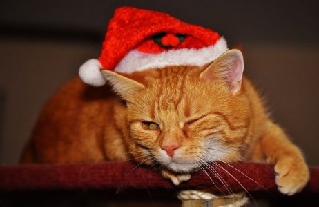 cat-1898491__480.jpg