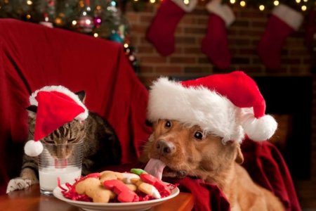funny-christmas-dog-and-cat.jpg