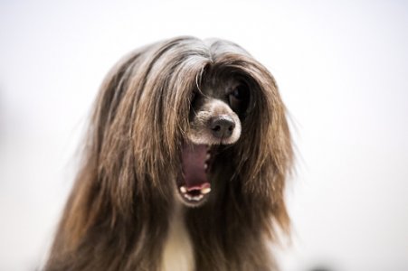 istockphoto-1371146150-170667a.jpg