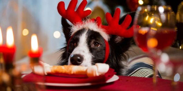 xmasdog.jpg