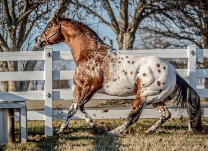 Apaloosa.jpg