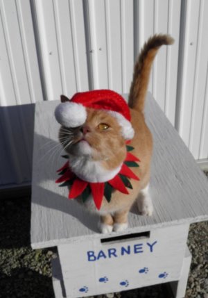 2015-12-24 Christmas Barney.jpg 2015-12-24 Christmas Barney.jpg