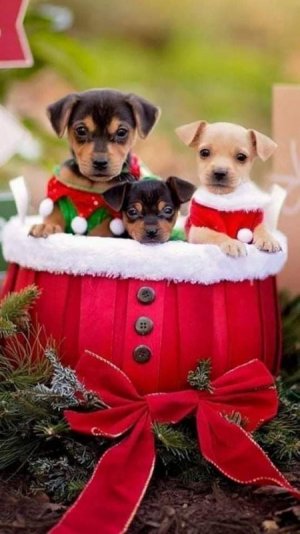 FB_IMG_1670659764687.jpg