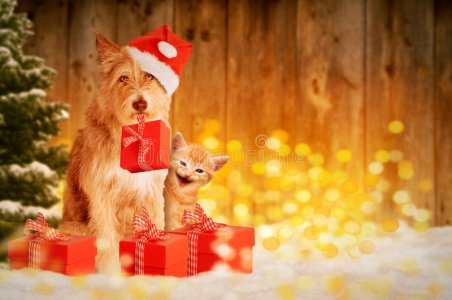 dog-cat-christmas-gifts-red-80024671.jpg