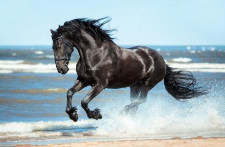 black beauty.jpg
