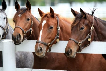Thoroughbreds.jpg