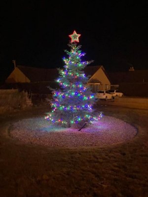 tree.jpg