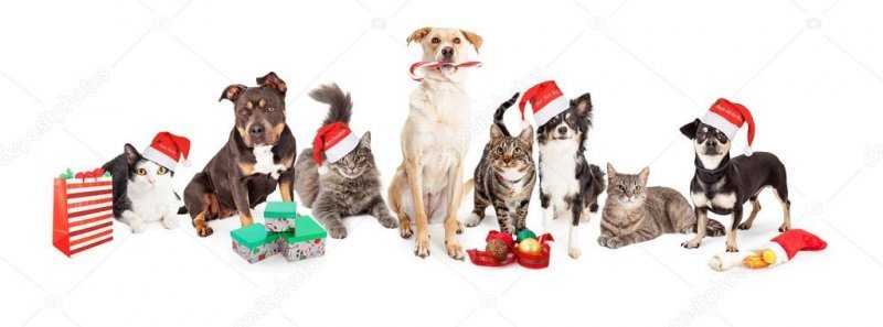 christmas-group-of-cats-and dogs.jpg
