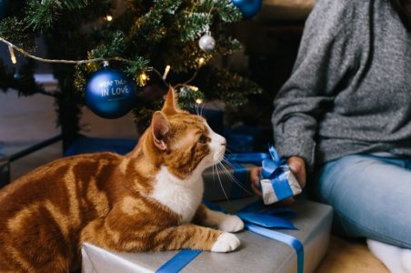 cat.gift.jpg