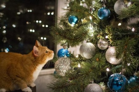cat.tree.jpg