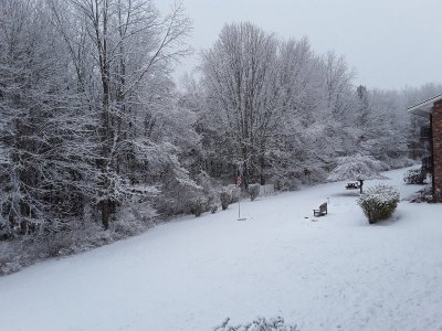 back yard  220 fox st.jpg