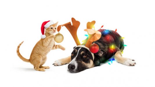 dog and cat .jpg