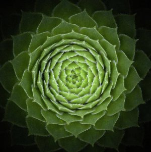 succulent-victor-mozqueda.jpg