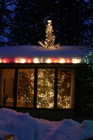 roof tree.jpg