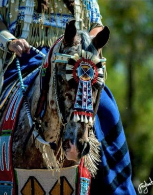 native tack.jpg