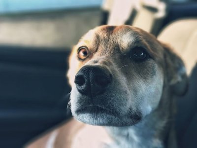 nervous-dog.jpg
