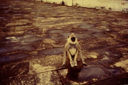 Monkey.JPG