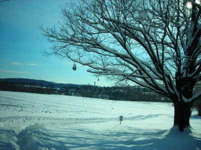 Snow Field.JPG