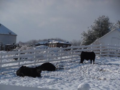 Snow Cattle.JPG
