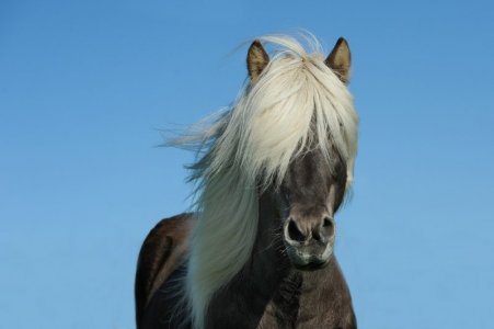 horse-1330690_1920.jpg
