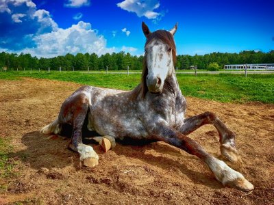 horse-2572051_1920.jpg