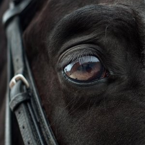 animal-2112196_1920.jpg