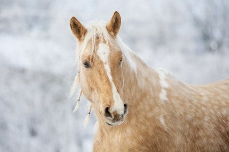 horse-3054683_1920.jpg