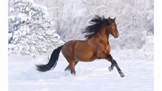 snow.jpeg