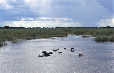 Hippo.jpg