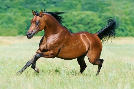 bay-arabian-horse-runs-gallop- (1).jpg