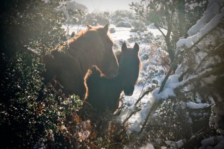 newforestfrost5.jpg