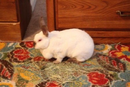 abunny_boy.JPG