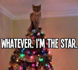 cat star.jpg