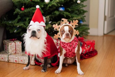 dogschristm.jpg