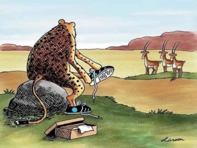 cheetah.jpg