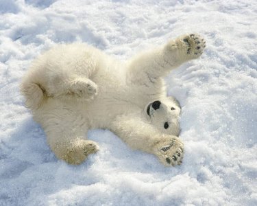 3-polar-bear-cub-playing-in-snow-alaska-mark-newman.jpg