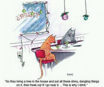 cats3.jpg