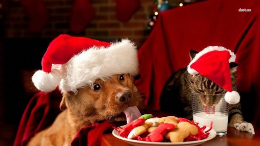 xmas+cat+and+dog+eating.jpg
