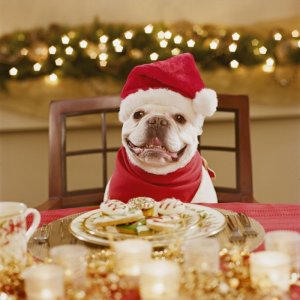 christmas-jokes-christmas-knock-knock-jokes-dog-with-santa-hat-and-cookies-1660597852.jpg