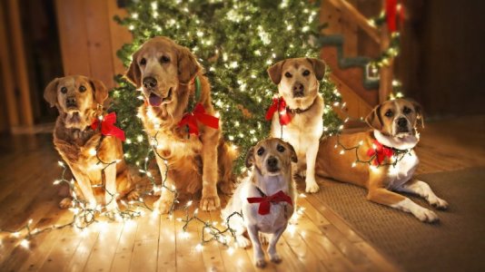 xmas-dog-images-wallpaper.jpg